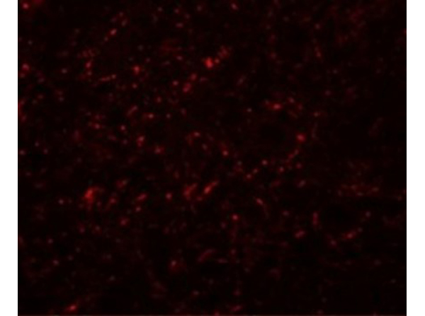 Immunofluorescence of GRB10