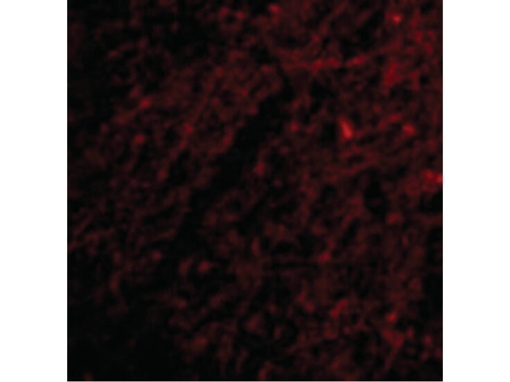 Immunofluorescence of Grik1 Antibody