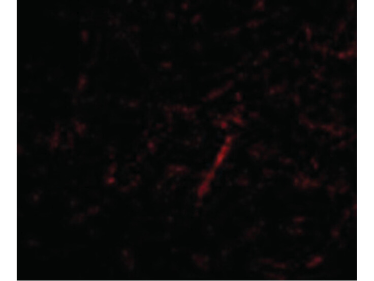 Immunofluorescence of Grik4 Antibody