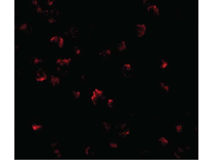 Immunofluorescence of GRTP1 Antibody