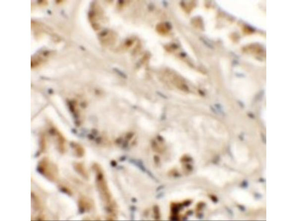 Immunohistochemistry of GZF1