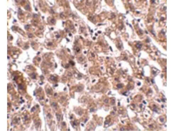 Immunohistochemistry of HAAO Antibody