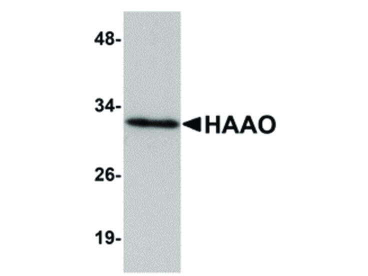 Western Blot of HAAO Antibody