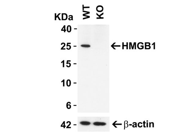 Western Blot of HMGB1