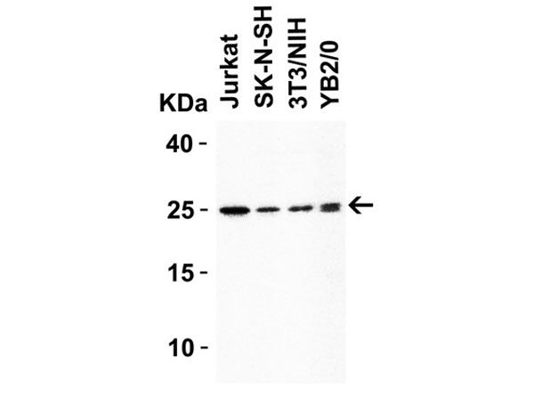 Western Blot of HMGB1