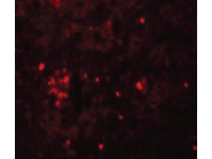 Immunofluorescence of HVCN1 Antibody