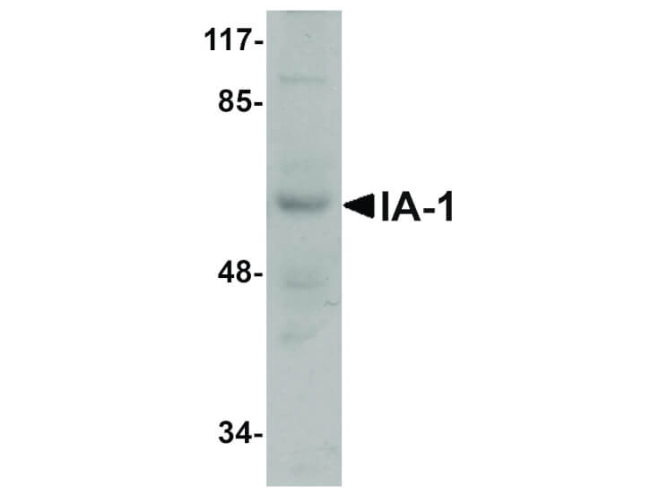 Western Blot of IA-1 Antibody