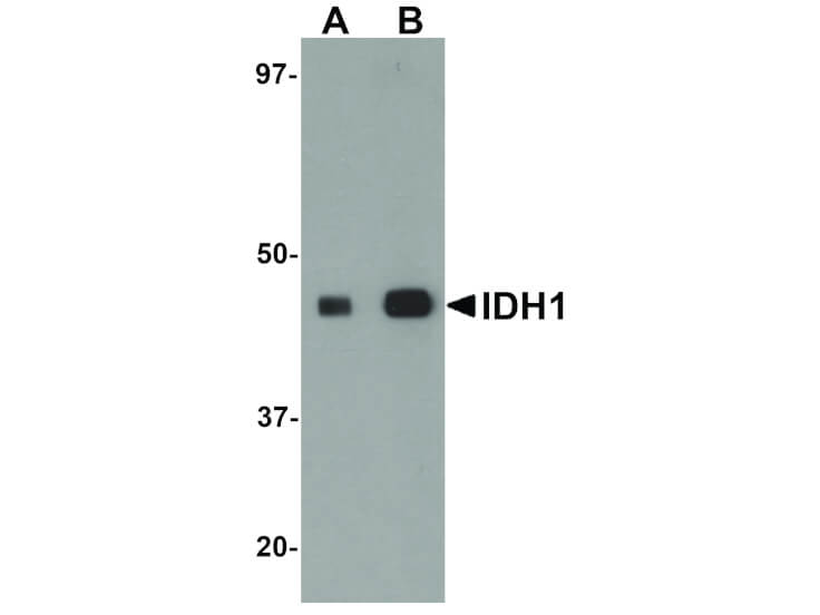 Western Blot of IDH1 Antibody