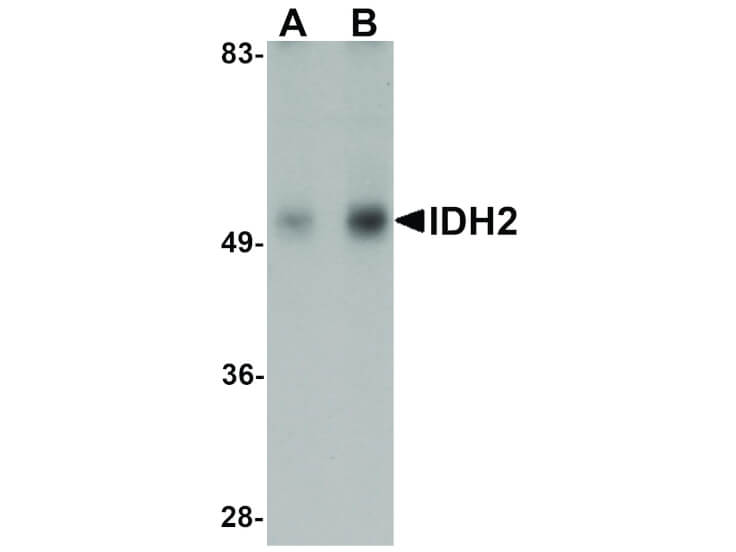 Western Blot of IDH2 Antibody