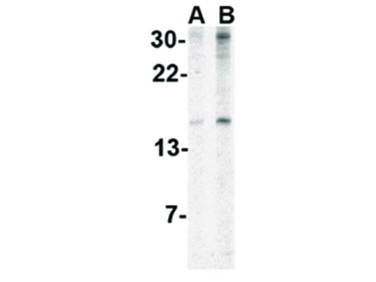 Western Blot of IEX-1 Antibody