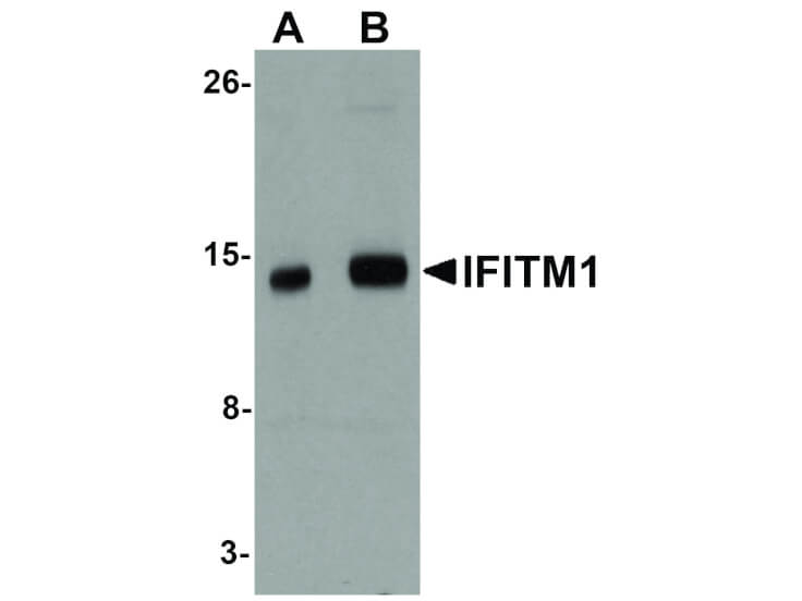 Western Blot of IFITM1 Antibody