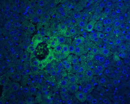 Immunofluorescence Validation of IFN-beta