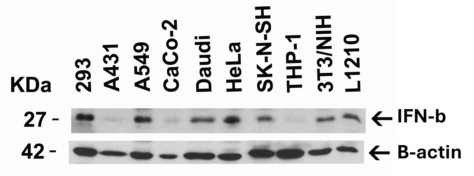 Western Blot using IFN beta