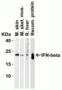 Western Blot using IFN beta