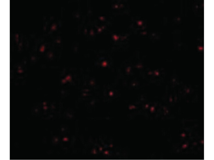 Immunofluorescence of IFN-beta Antibody