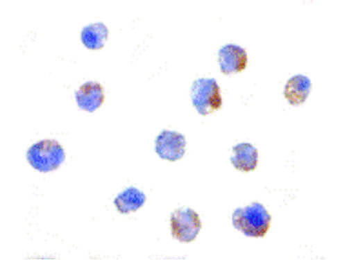 Immunocytochemistry of IKAP Antibody
