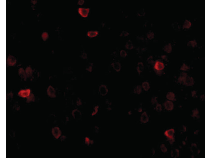 Immunofluorescence of IL-16 Antibody
