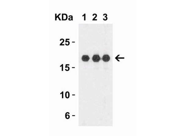 Western Blot of IL-1F10