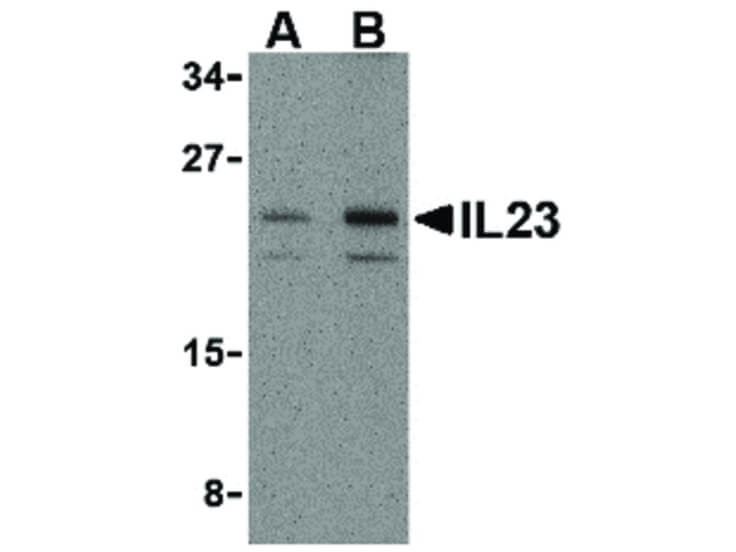 Western Blot of IL-23 Antibody
