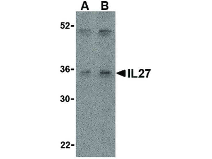 Western Blot of IL-27 Antibody