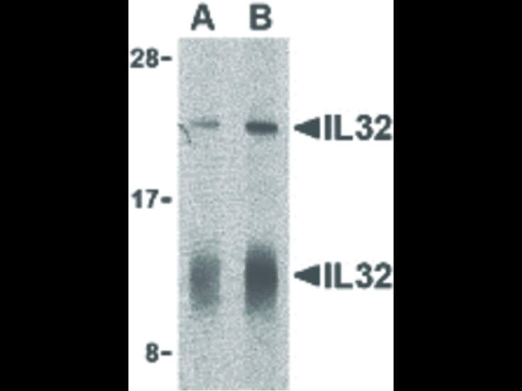 Western Blot of IL-32 Antibody