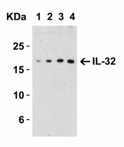 Western Blot Validation with IL32