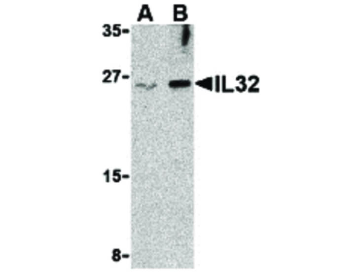 Western Blot of IL-32 Antibody