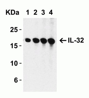 Western Blot of IL-32