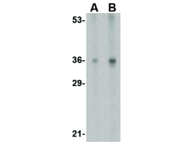 Western Blot of IL-33 Antibody
