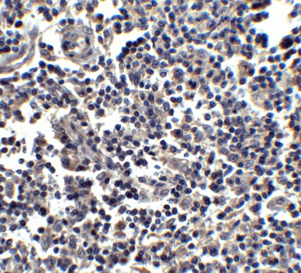 Immunohistochemistry Validation of IL-33