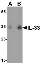 Western Blot Validation of IL-33