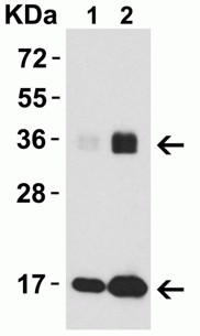 Western Blot Validation of IL-33