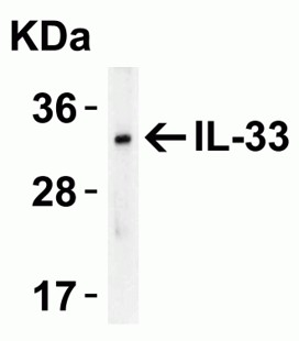 Western Blot Validation of IL-33