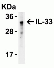 Western Blot Validation of IL-33