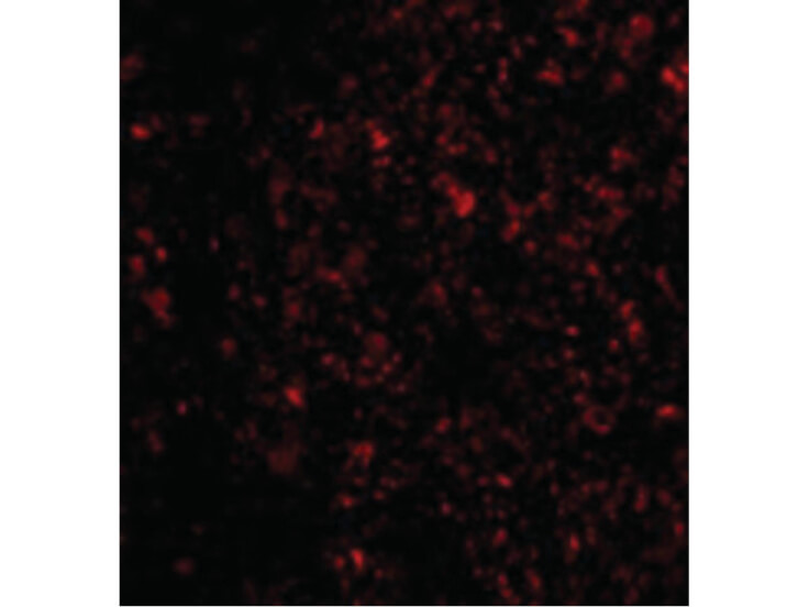 Immunofluorescence of IL-33 Antibody