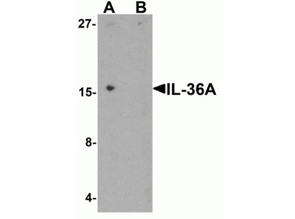 Western blot of IL-36A
