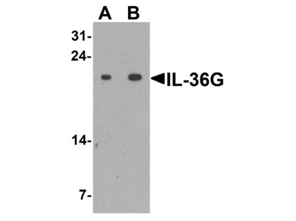 Western blot of IL-36G