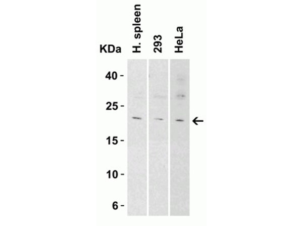 Western Blot of IL-9