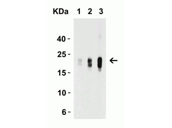 Western Blot of IL-9