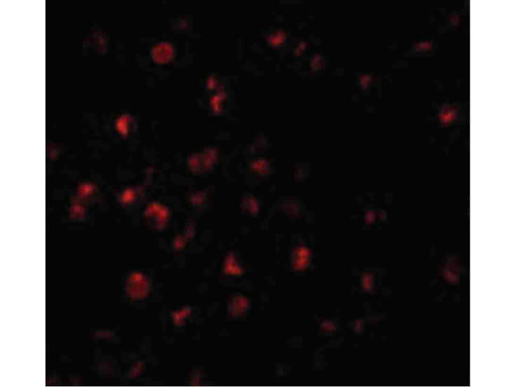 Immunofluorescence of ILP-2 Antibody