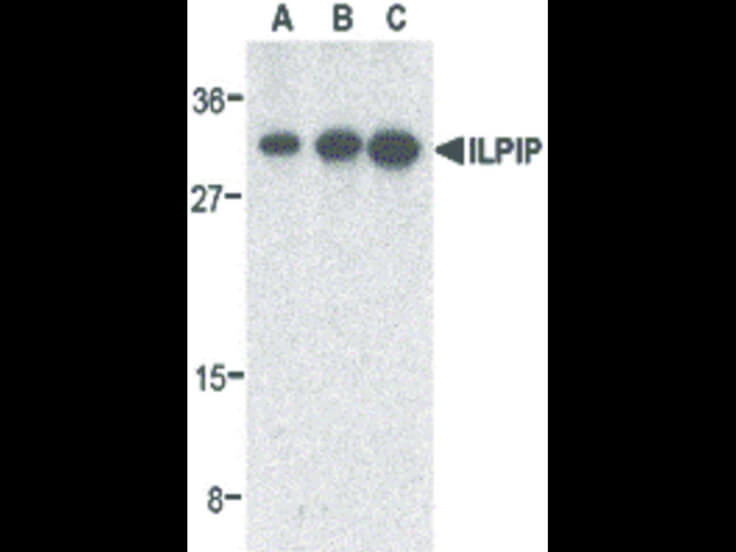 Western Blot of ILPIP Antibody