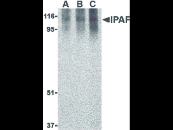 Western Blot of Ipaf Antibody
