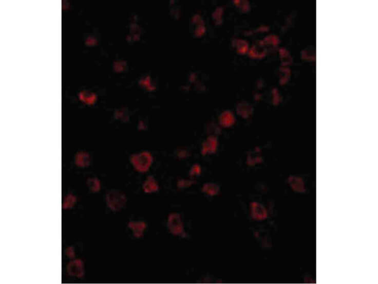Immunofluorescence of Ipaf Antibody
