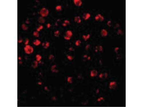 Immunofluorescence of IRAK-2 Antibody