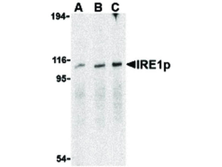 Western Blot of IRE1p Antibody