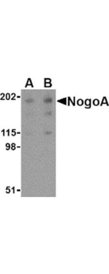 Anti-NogoA antibody - Western Blot