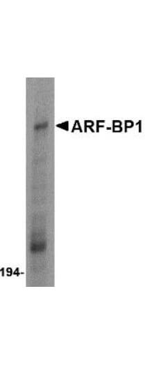 ARF-BP1 Antibody - Western Blot