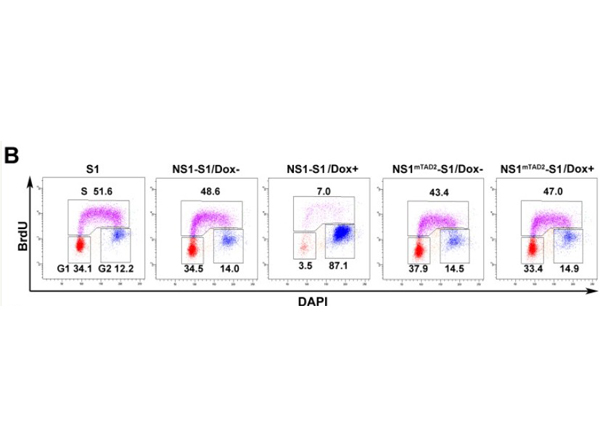 Flow Cytometry using BrdU