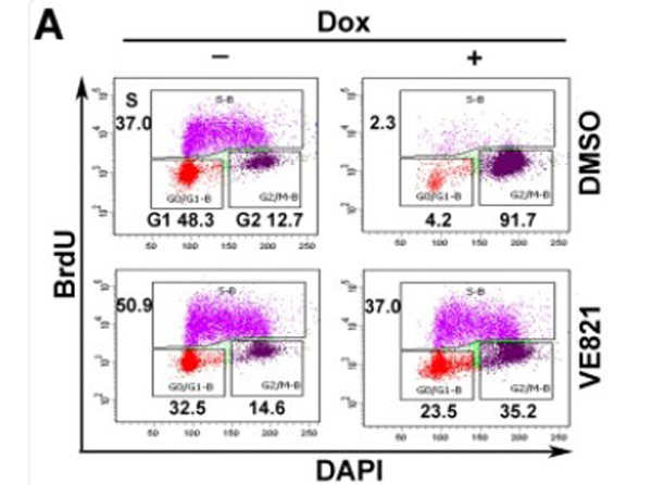 Flow Cytometry using BrdU