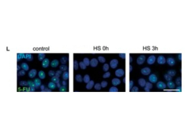 Immunofluorescence using BrdU